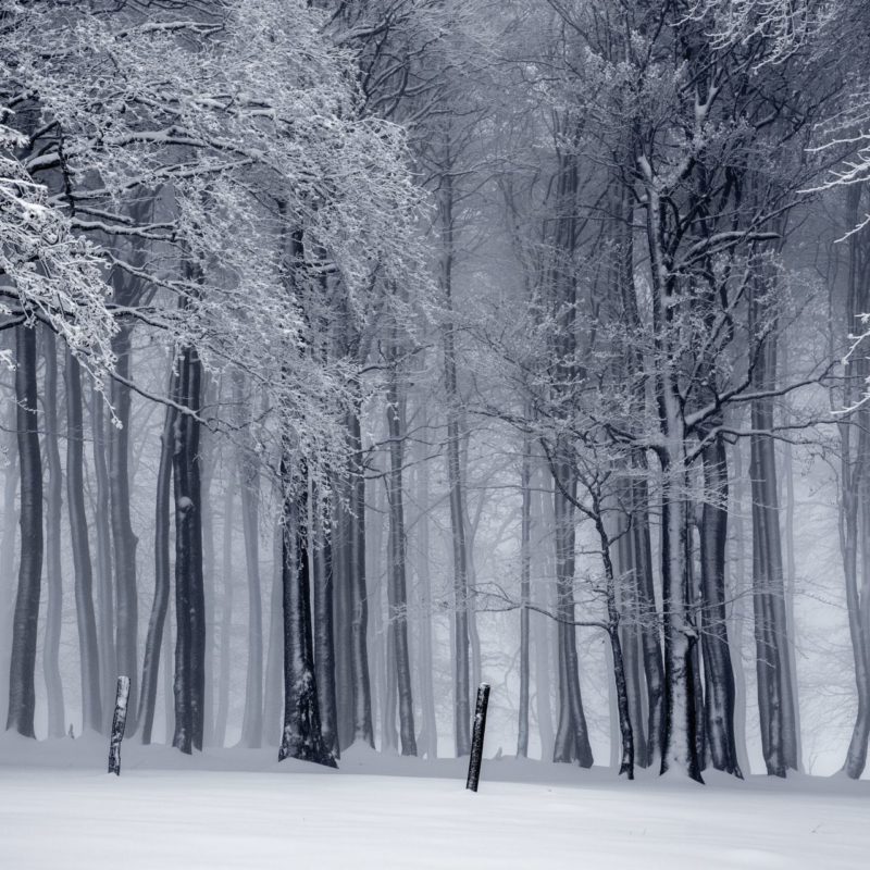 Winter Forest